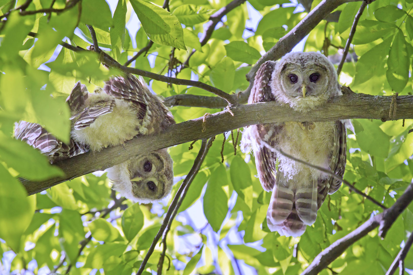 Baby barred owls peer down from their roost in a tree at Blacklick Woods