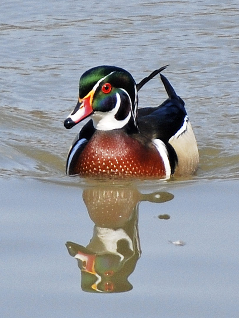 gallery-spring-BLN_wood-duck-at-Thoreau-Lake_Edith-Wood Wood duck on Thoreau Lake at Blendon Woods