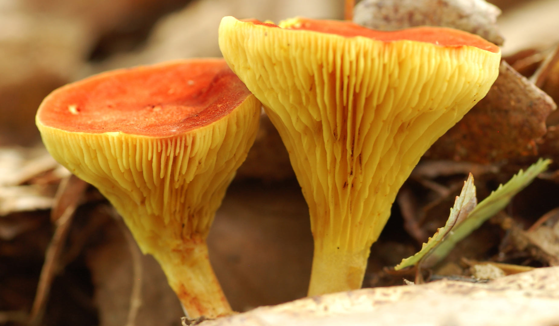 Bolete mushrooms at Clear Creek