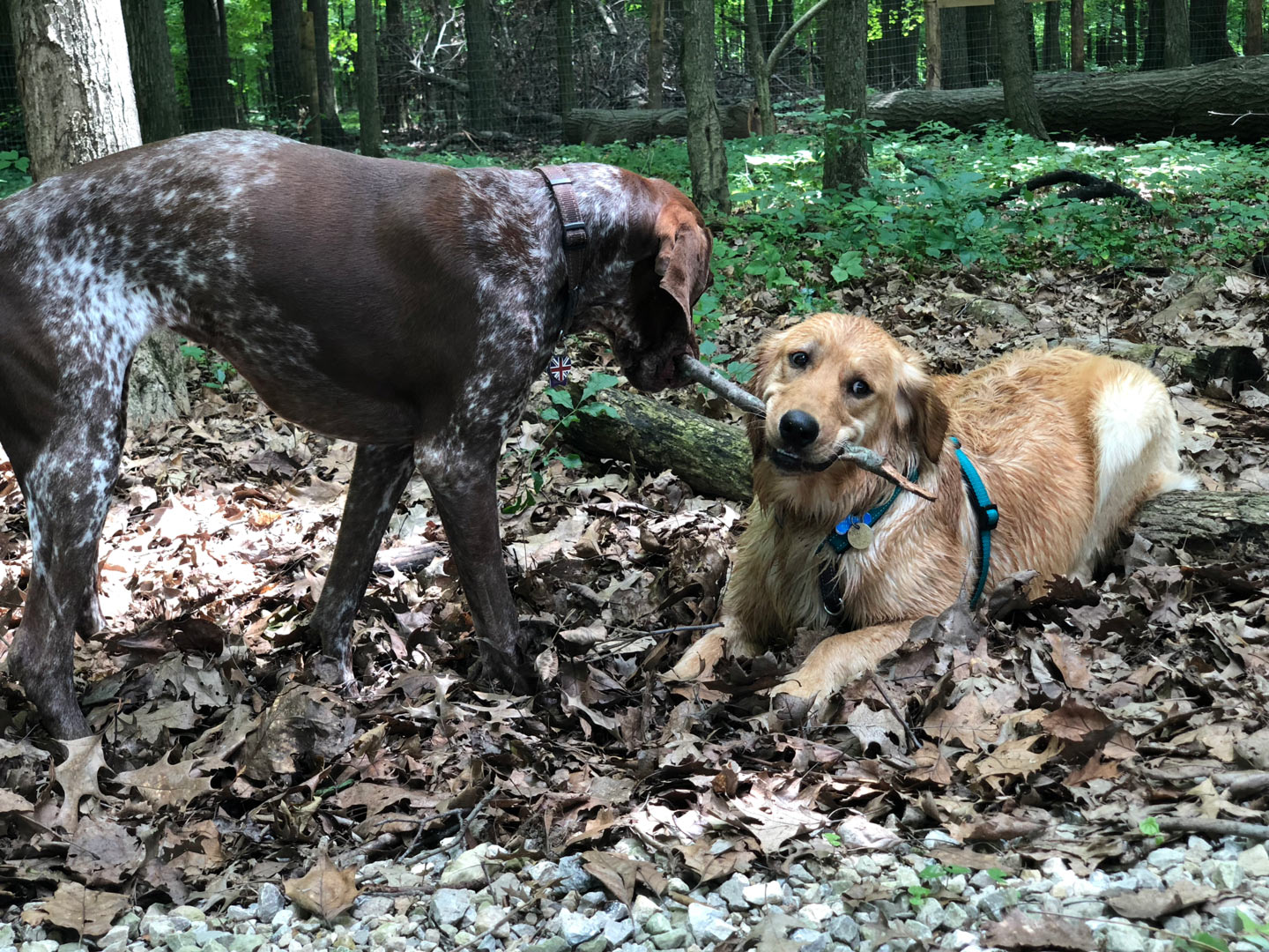 Dogs at play in the dog park at Glacier Ridge