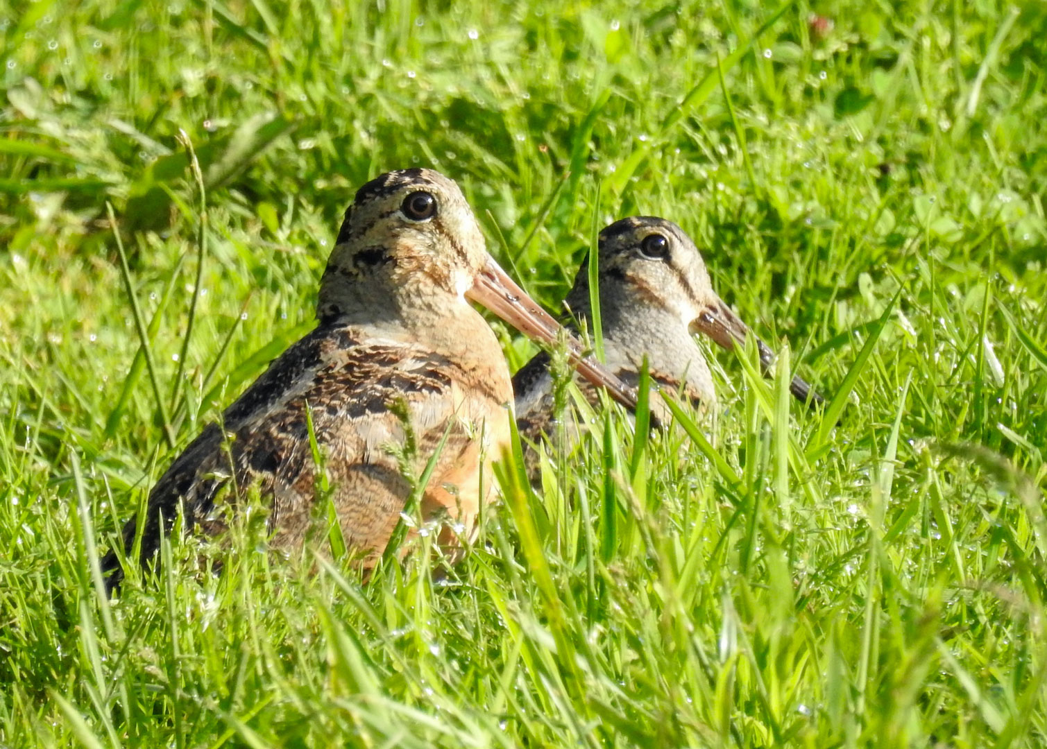 A pair of woodcocks in a field at Highbanks