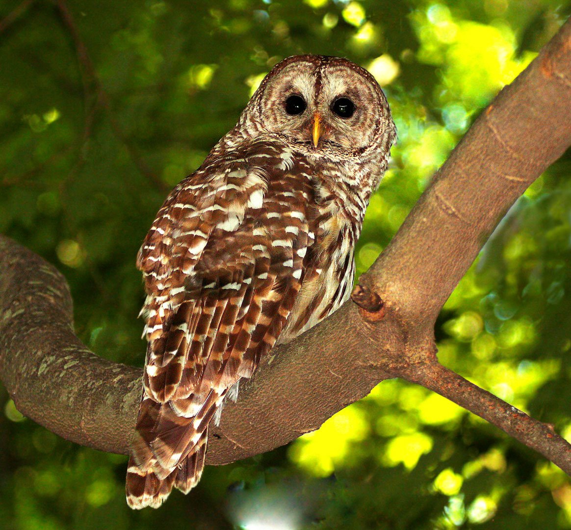 Barred owl at Inniswood