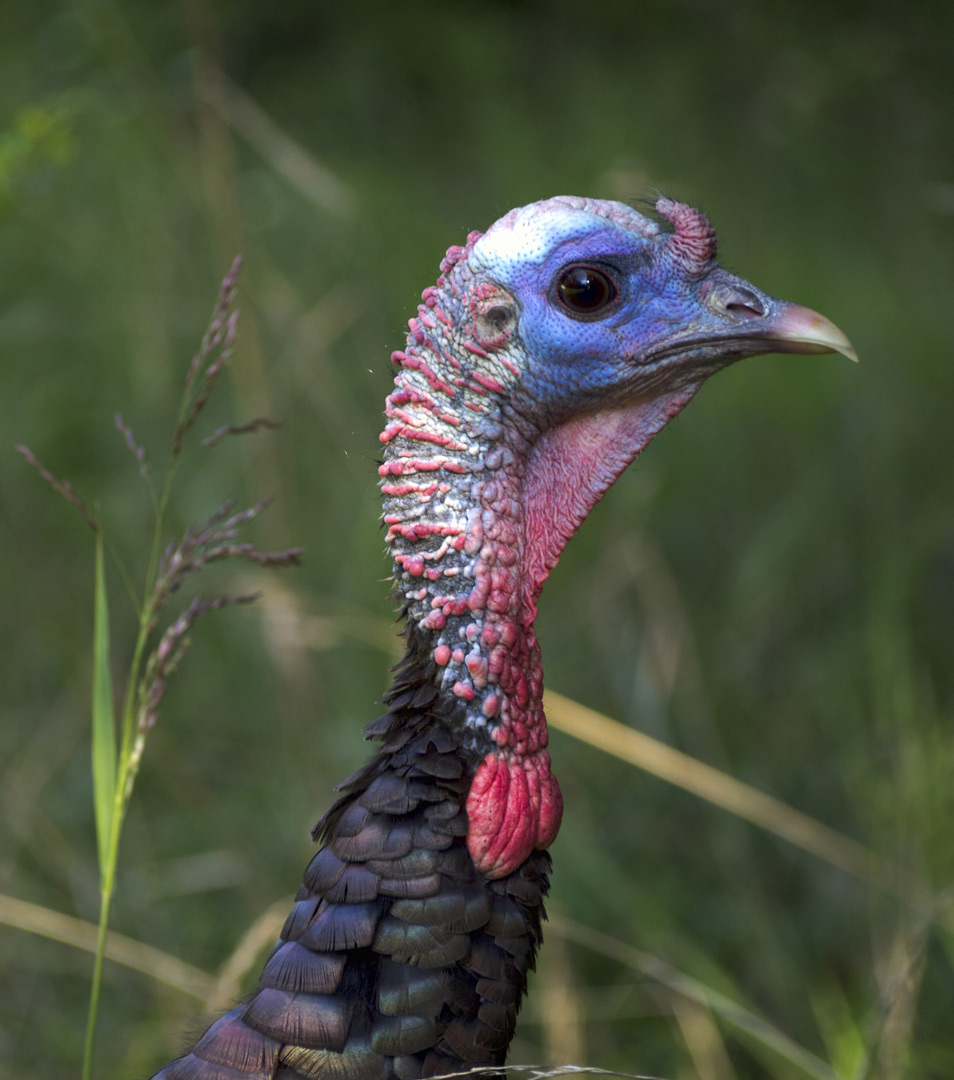 Close-up of wild turkey at Slate Run Metro Park