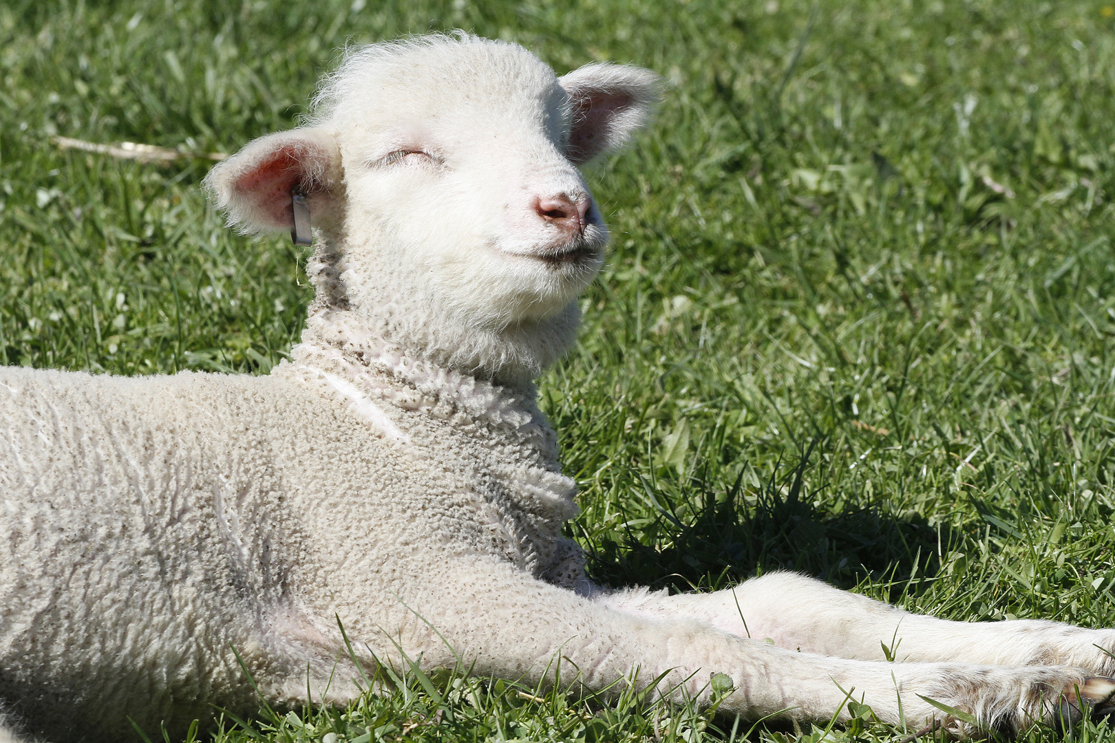 Lamb enjoys the sunshine at Slate Run Living Historical Farm