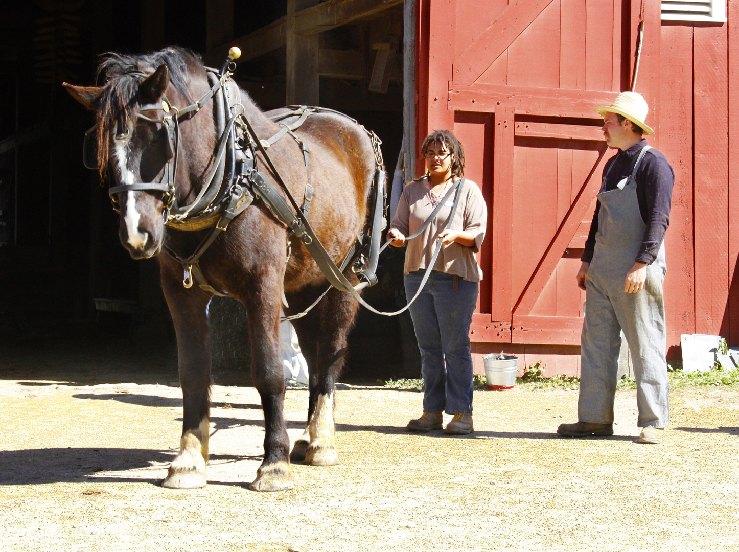 Visitor drives one of the Percheron horses during a program at Slate Run Living Historical Farm