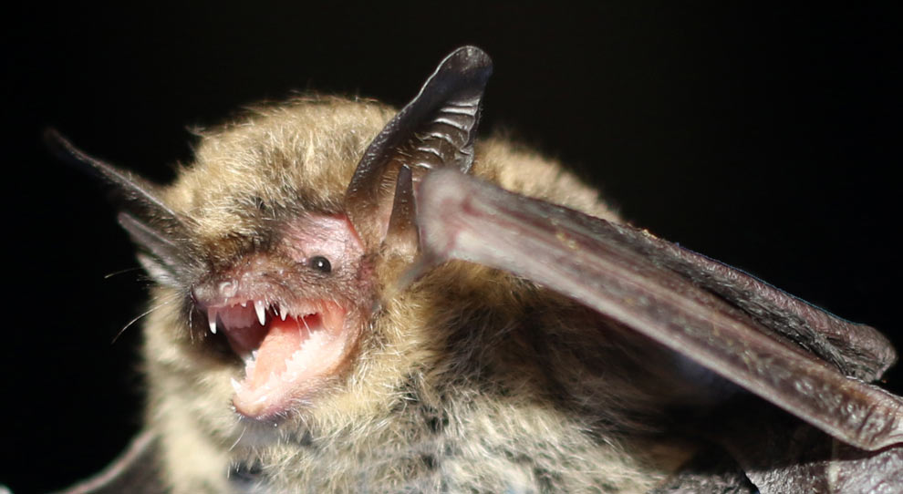Closeup of a long-eared bat