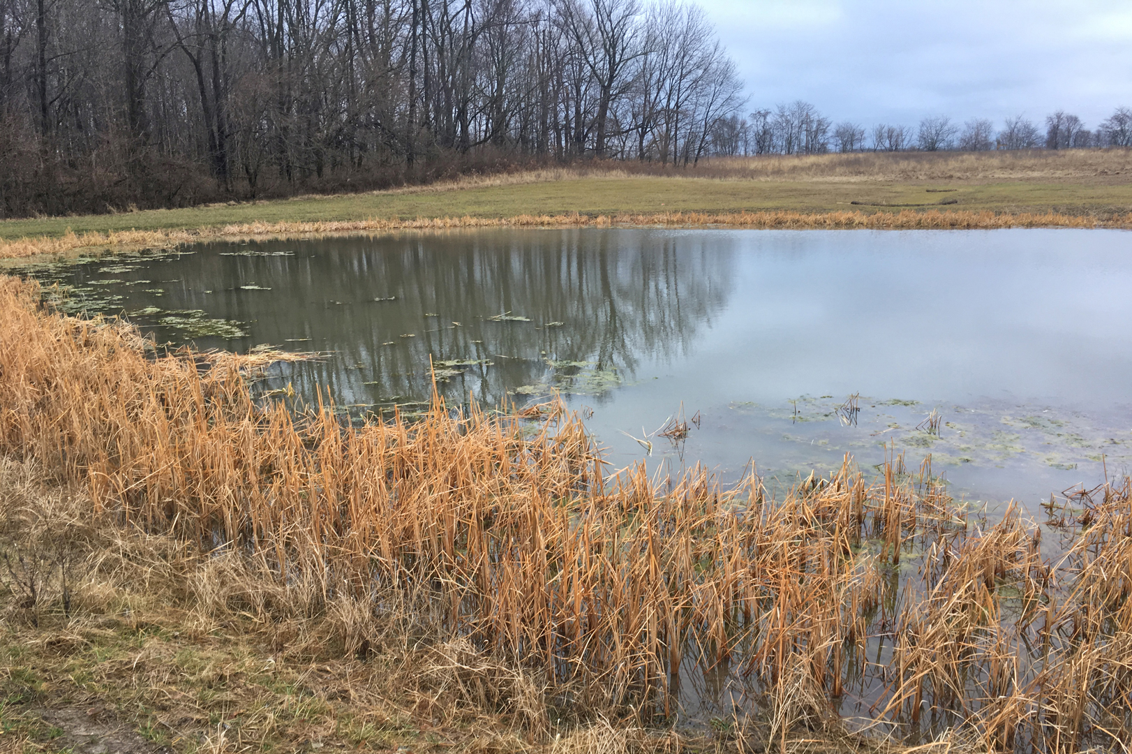 A 0.5-acre kettle lake at Pickerington Ponds' Burning Lake area