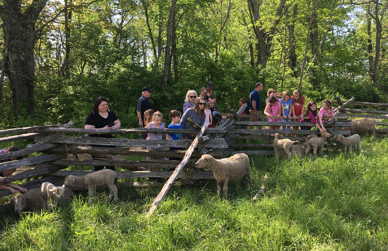 Slate Run Farm school tour group visits sheep