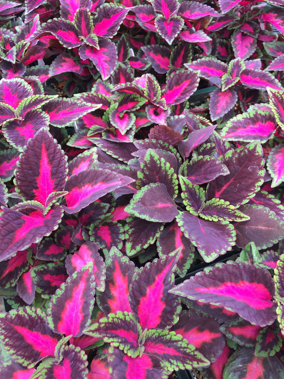 Leaves of coleus plant, variety Main Street Ruby Red
