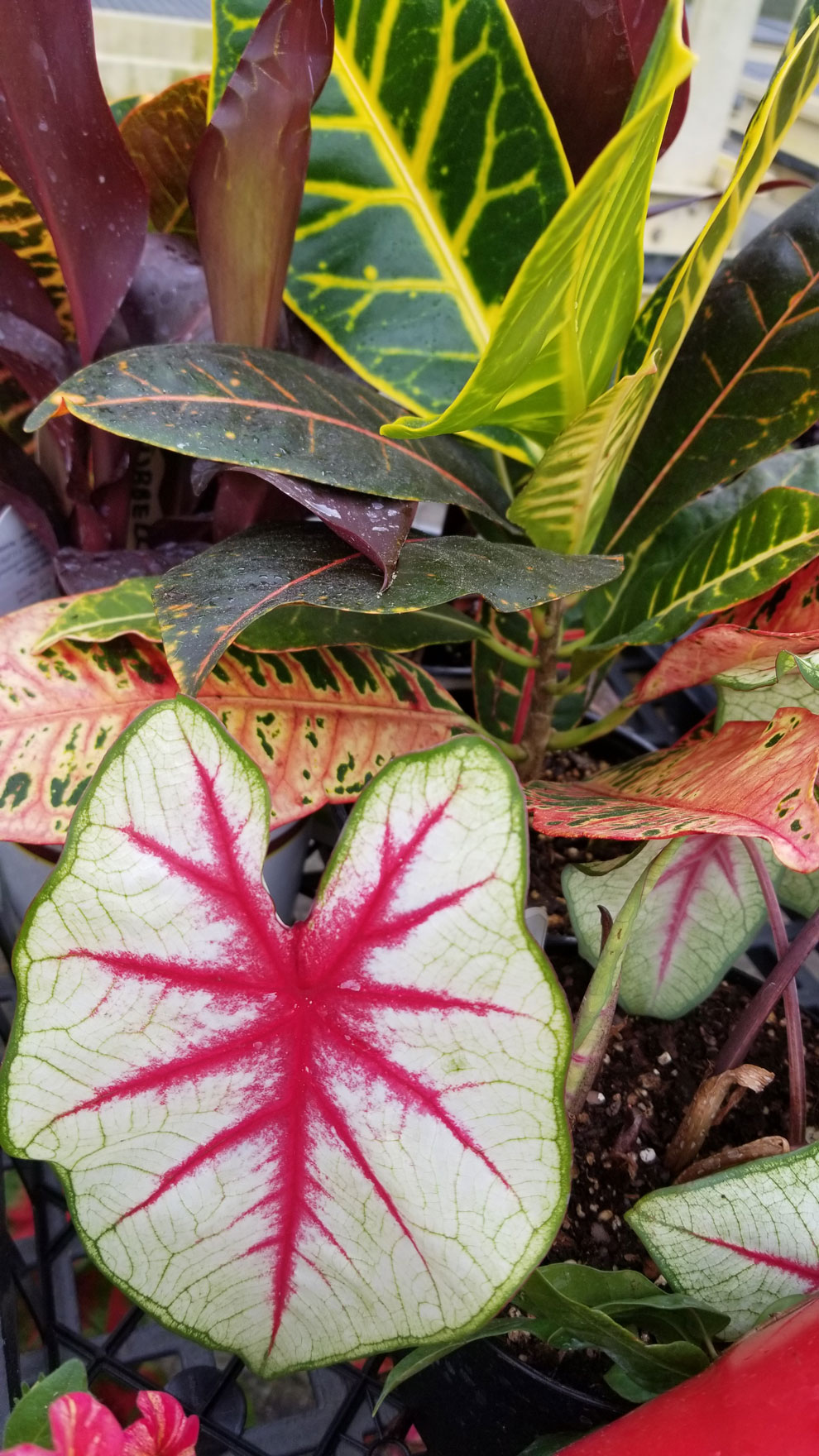 Pink and white-leaved caladium with crotons and canna, part of the Foliage Frenzy theme at Inniswood Metro Gardens for 2019