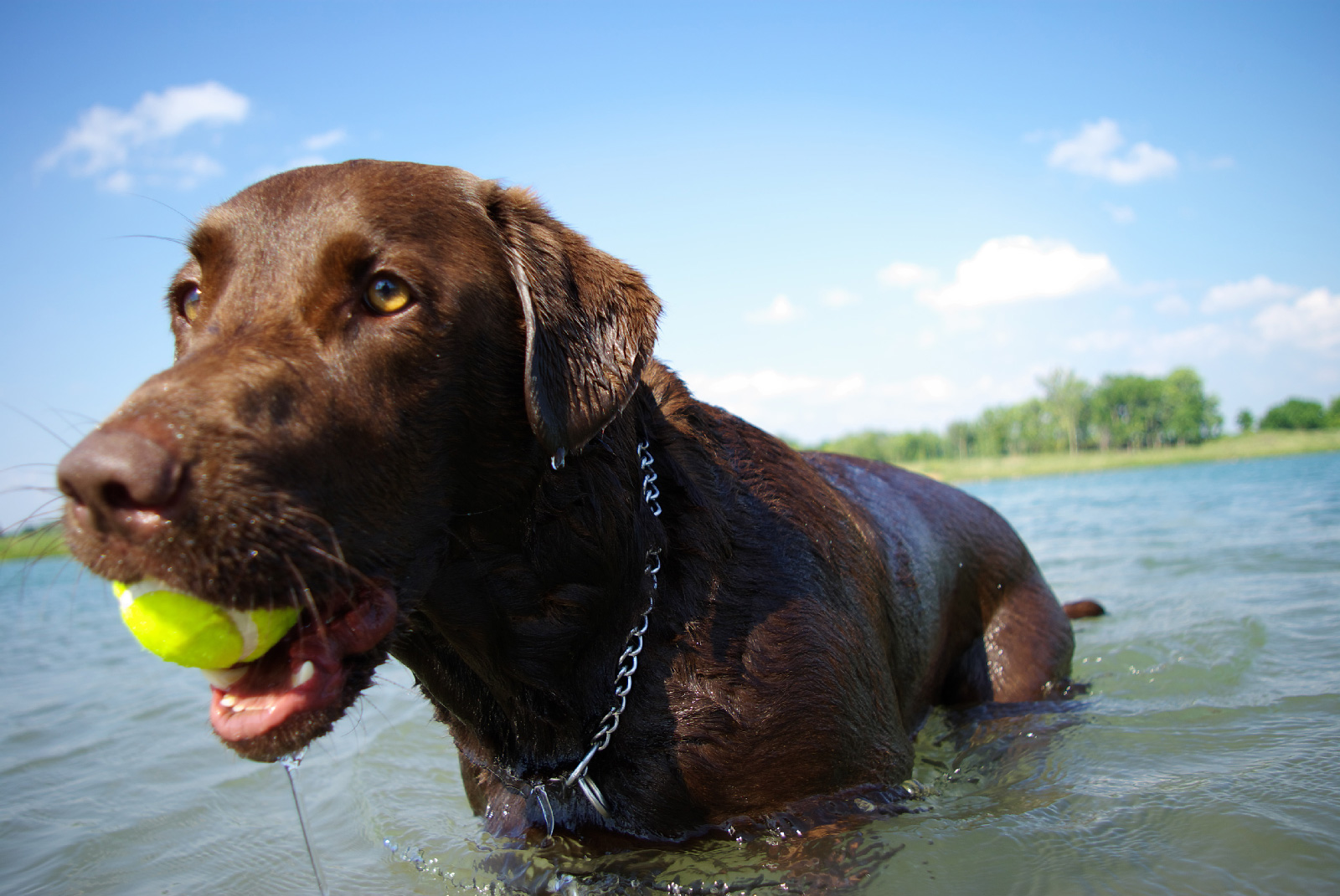Labrador retrieves a tennis ball from the Darby Bend dog swimming lake
