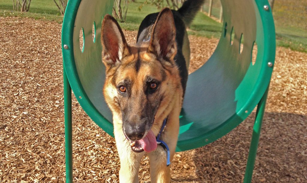 Kaiden, a German shepherd playing in the dog park obstacle course at Walnut Woods.