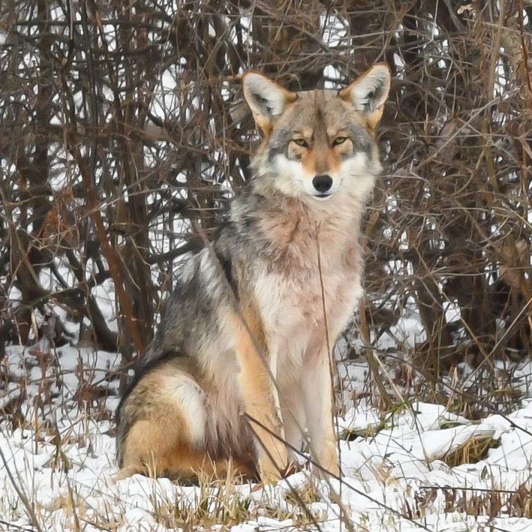 Celebrating 100 years of coyotes in Ohio Metro Parks Central Ohio