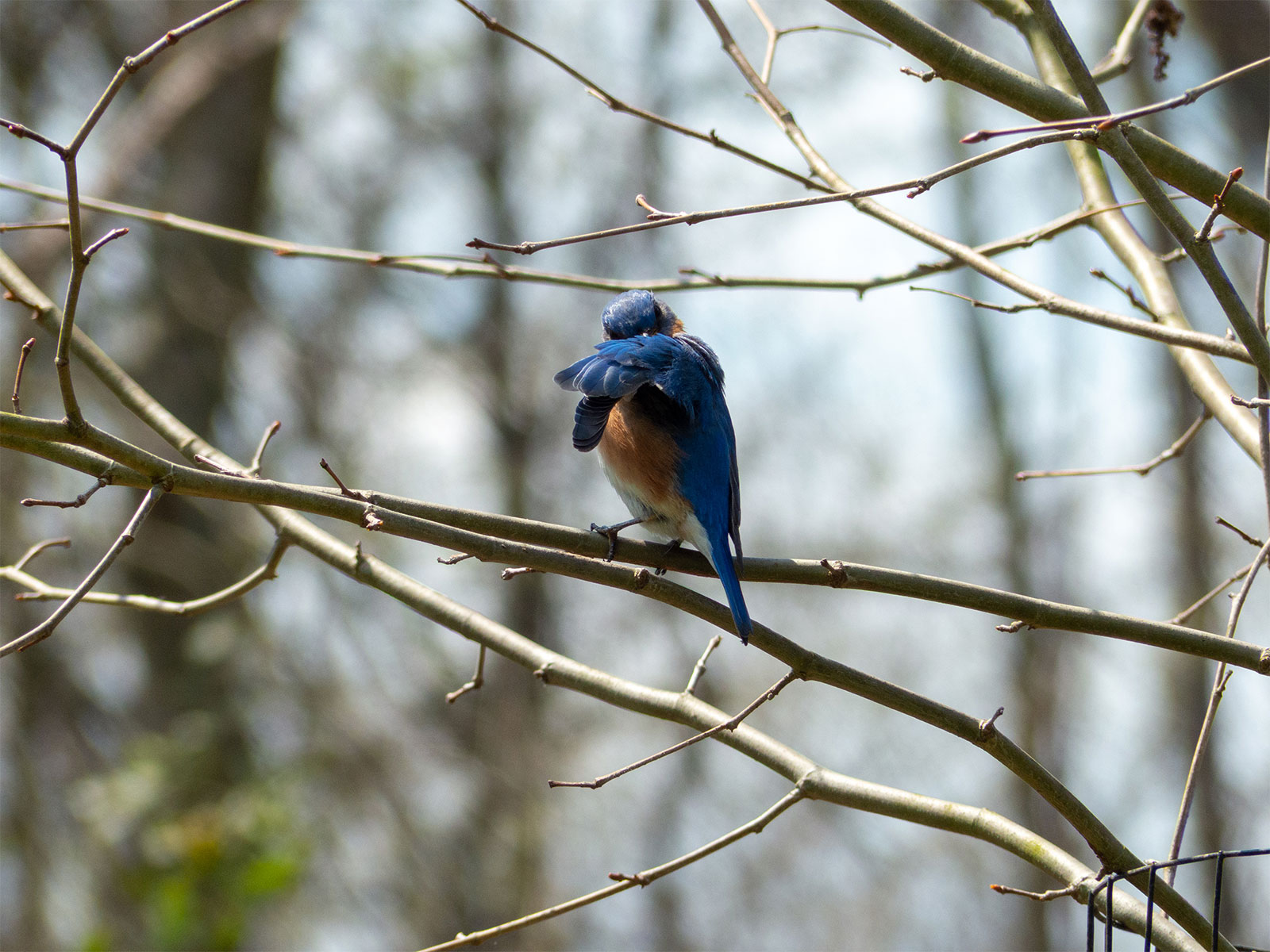 Bluebird at Highbanks Metro Park