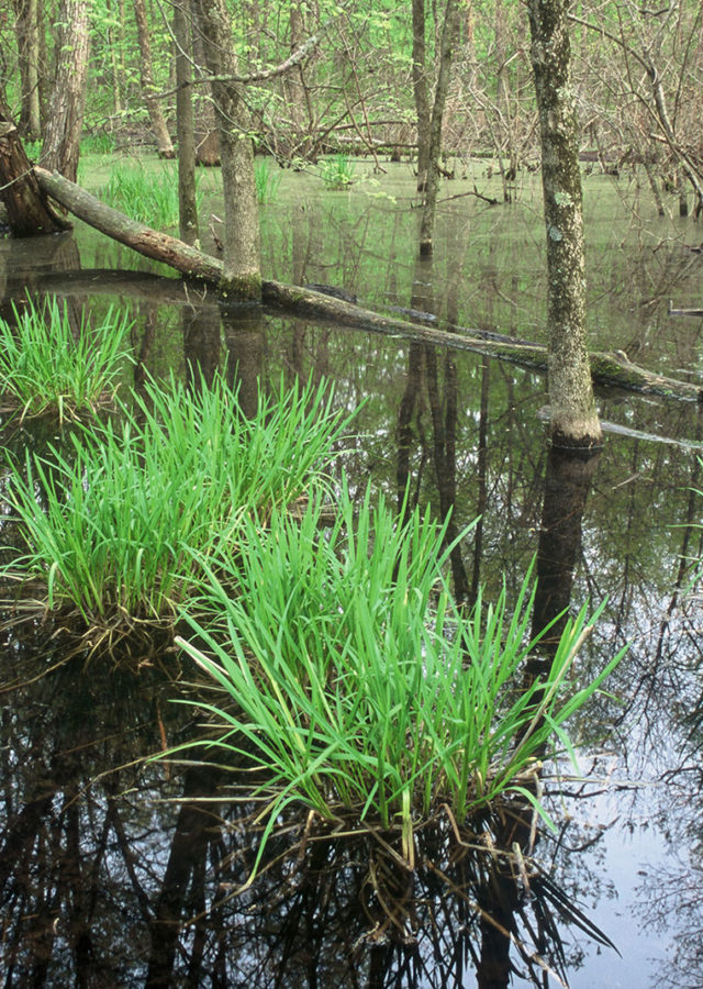 Blacklick Woods Metro Park