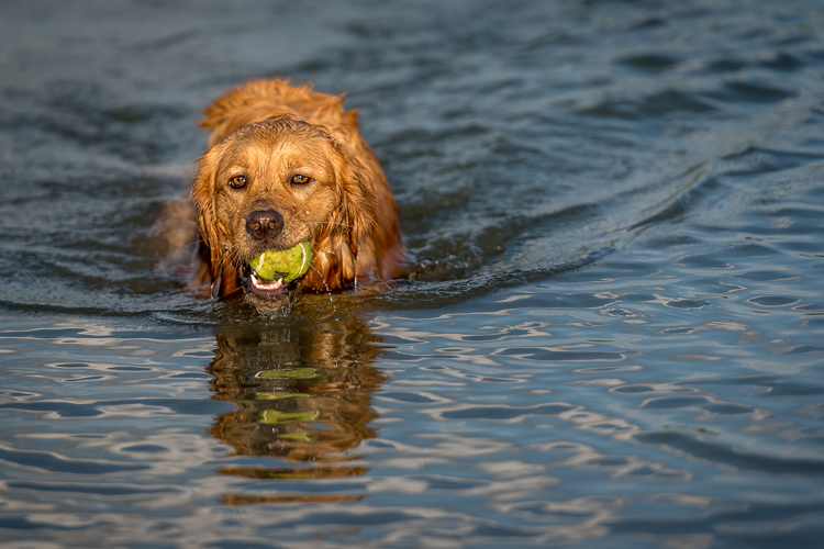 Dog retrieves tennis ball in the lake at Prairie Oaks Metro Park