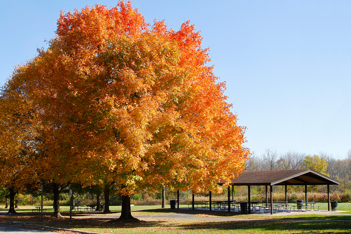 Maple tree Schrock Lake picnic shelter at Sharon Woods Metro Park