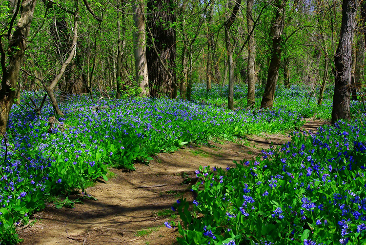 Bluebell trail at Three Creeks Metro Park