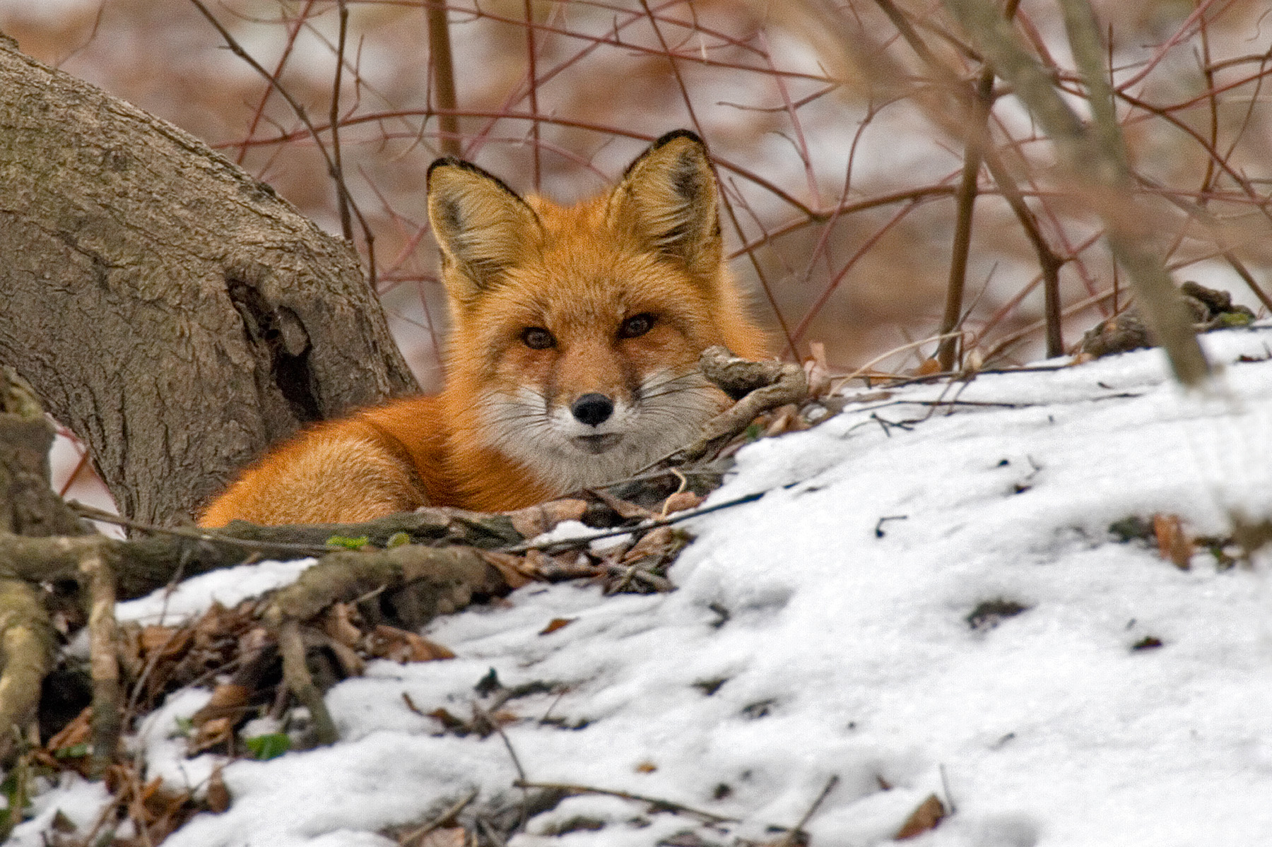 Wildlife handle cold weather with remarkable adaptations - Metro Parks -  Central Ohio Park System