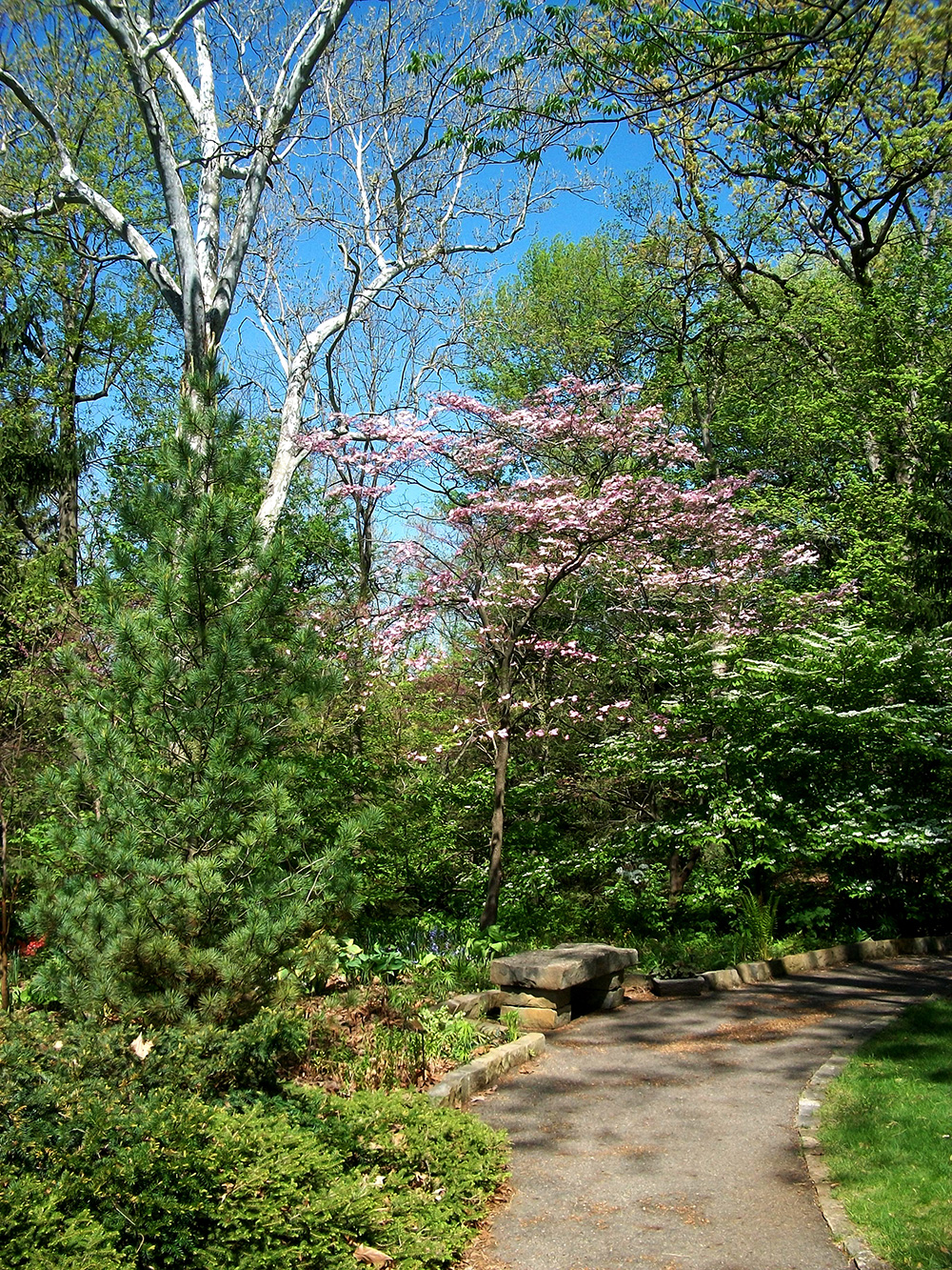 Pink dogwood (Cornus florida rubra) in the Rock Garden at Inniswood Metro Gardens.