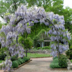 Wisteria arch in the Herb Garden at Inniswood.
