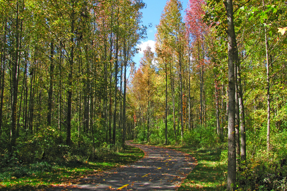 Sweetgum Trail in Tall Pines Area of Walnut Woods.