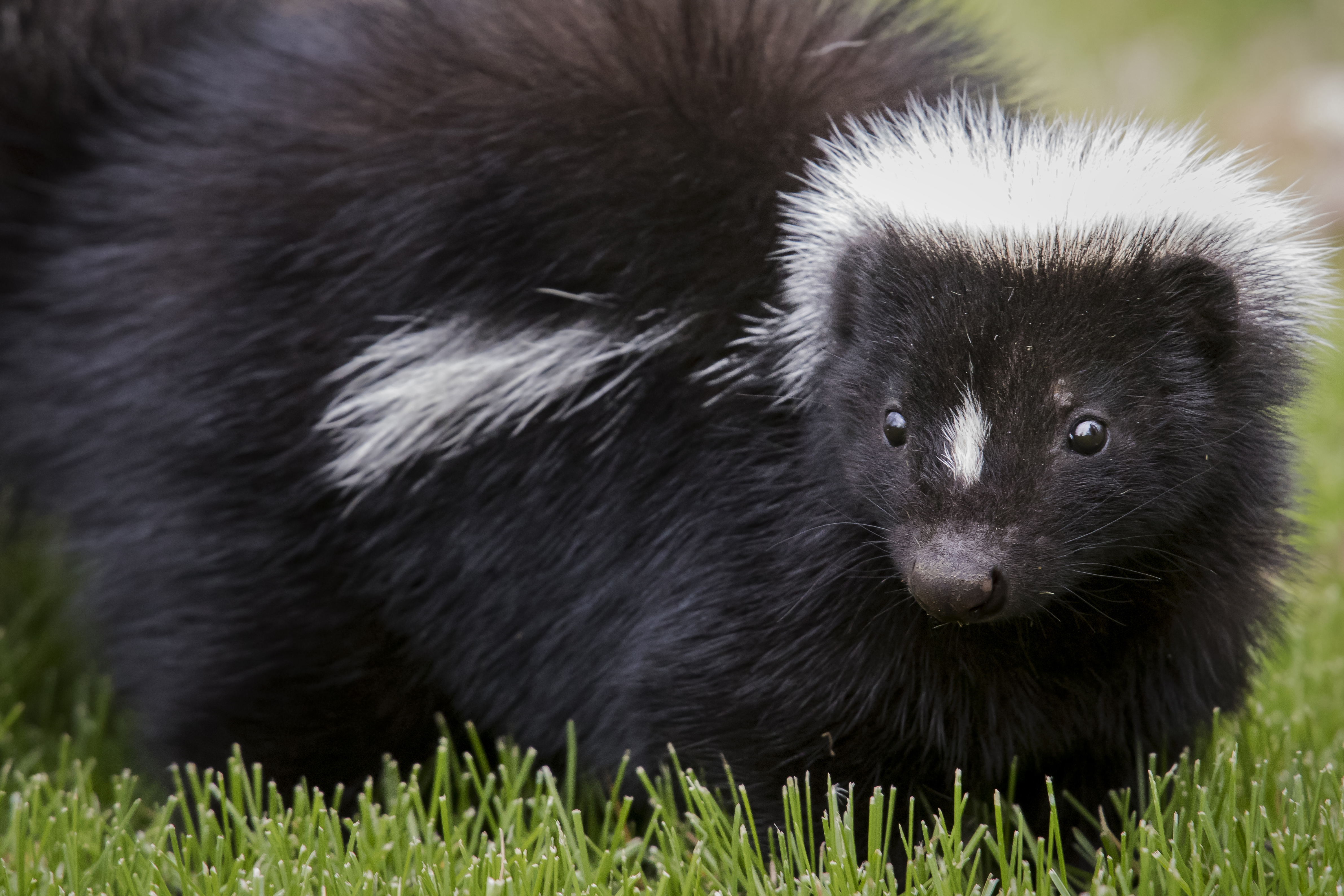 Photograph of a young skunk