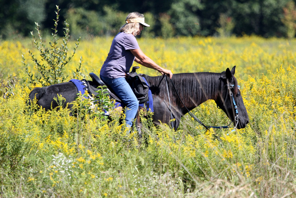 Rider from Ohio Horseman’s Council rides her horse through a field of goldenrod on the Bridle Trail at Rocky Fork.