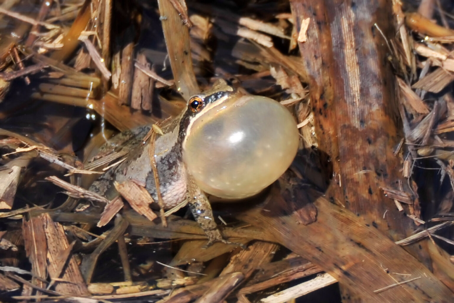 chorus frog croaking 1_Dale Miller Metro Parks Central Ohio Park System