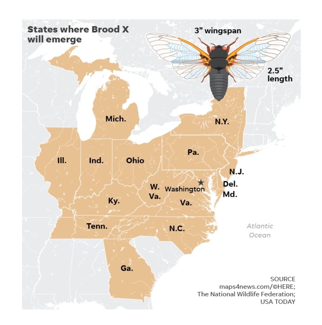 Billions of Brood X cicadas will emerge in spring and can make as much