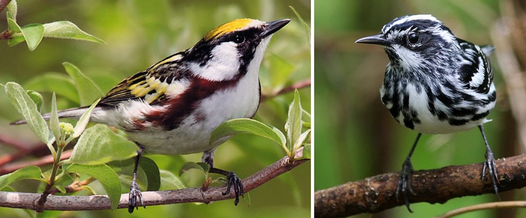 Metro Parks Uncovered: It's Warbler Season! - Metro Parks - Central ...
