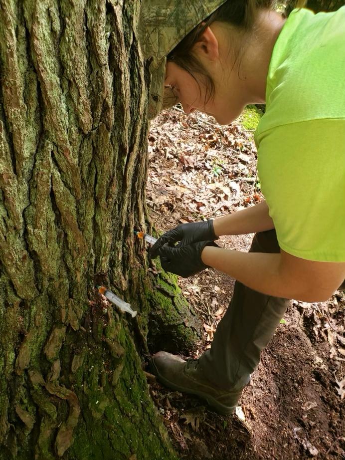 Fighting the hemlock woolly adelgid