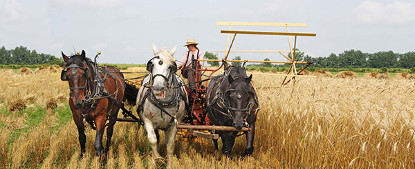 Metro Parks Slate Run Wheat Cutting