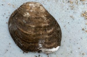 Tennessee riffleshell causes a stir in Ohio - Metro Parks - Central ...