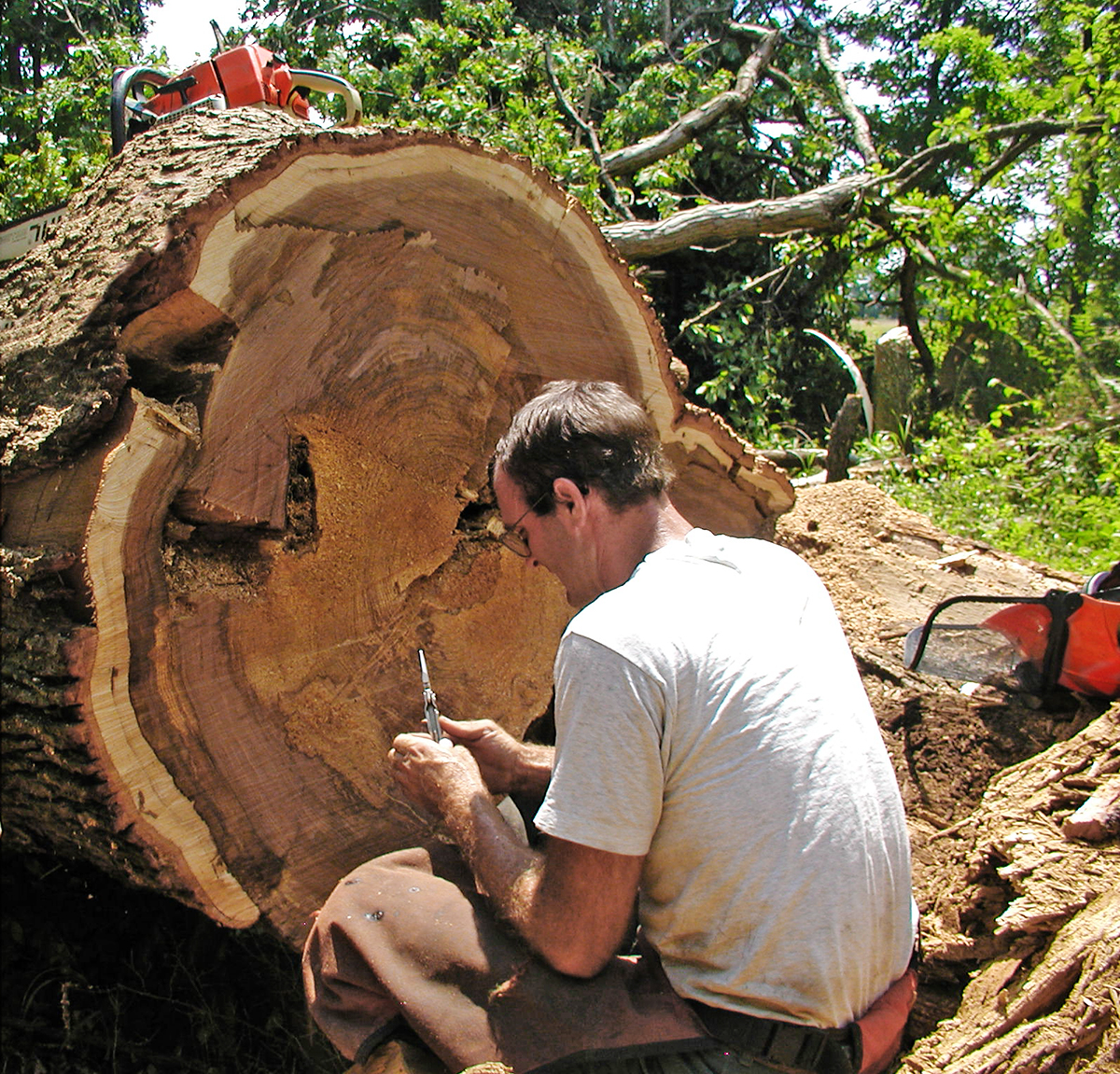 Counting tree rings 🌳 | Instagram