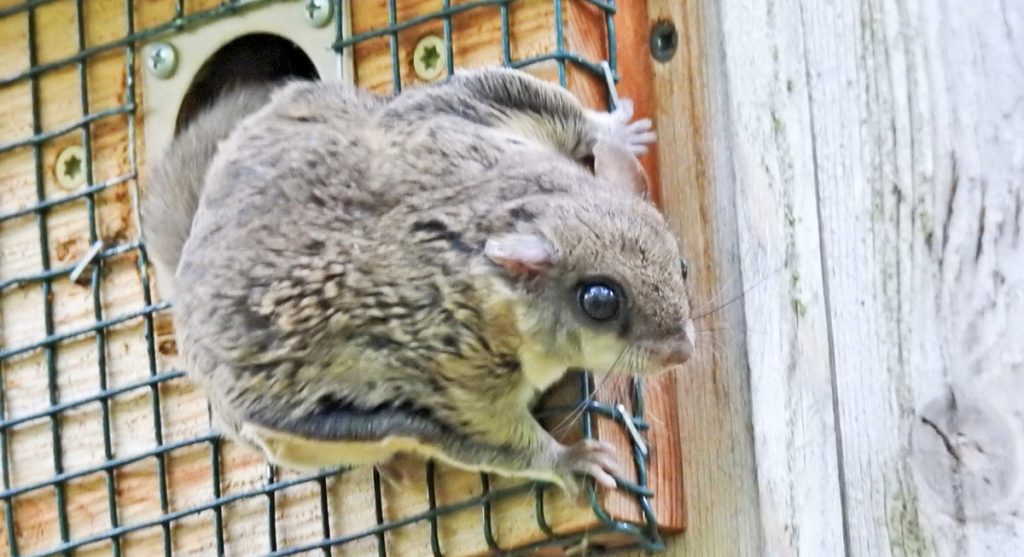 Getting to know Ohio's resident flying squirrel