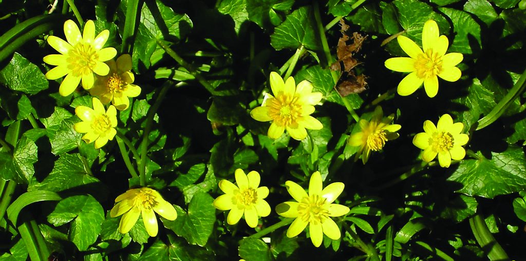 Lesser Celandine - the foot soldiers of the plant world's evil empire