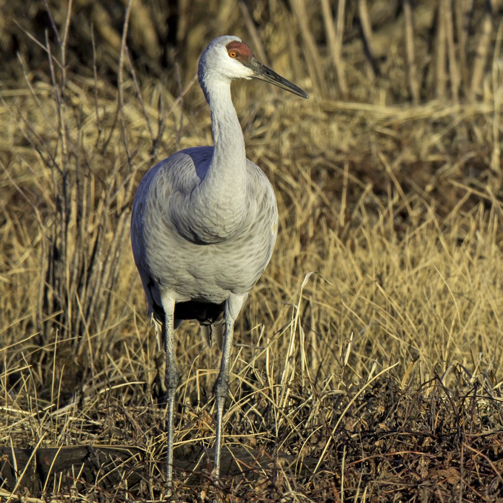 Preserving habitat for sandhill cranes