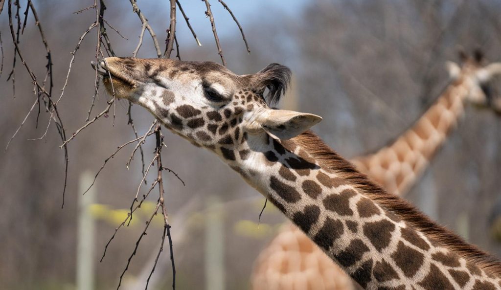 One park’s trash is a giraffe's feast!
