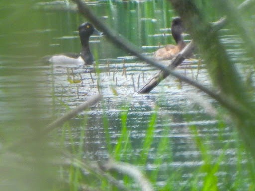 A blurry picture of ring-necked ducks at Prairie Oaks