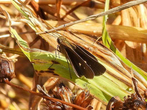 An ocola skipper
