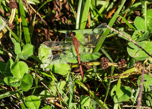 a white-faced meadowhawk laying on a bed of greenery