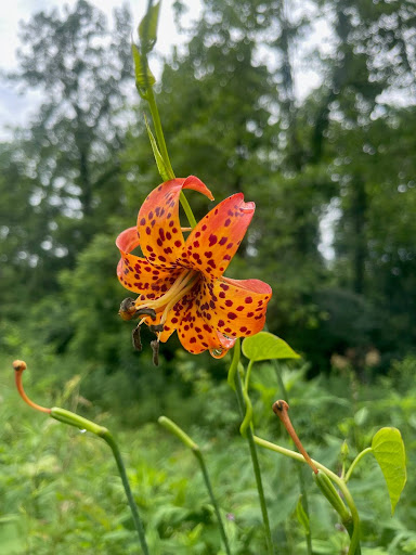 The orange Michigan lily in bloom