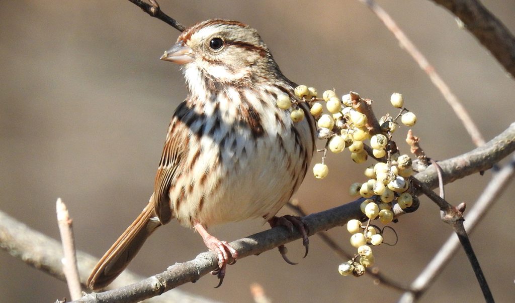 Spectacular Sparrows