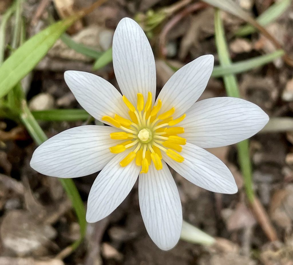 Don't miss the blooms - spring wildflowers