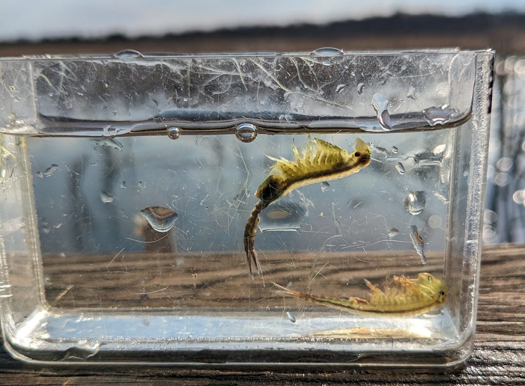 Lesser-known cool critters in vernal pools
