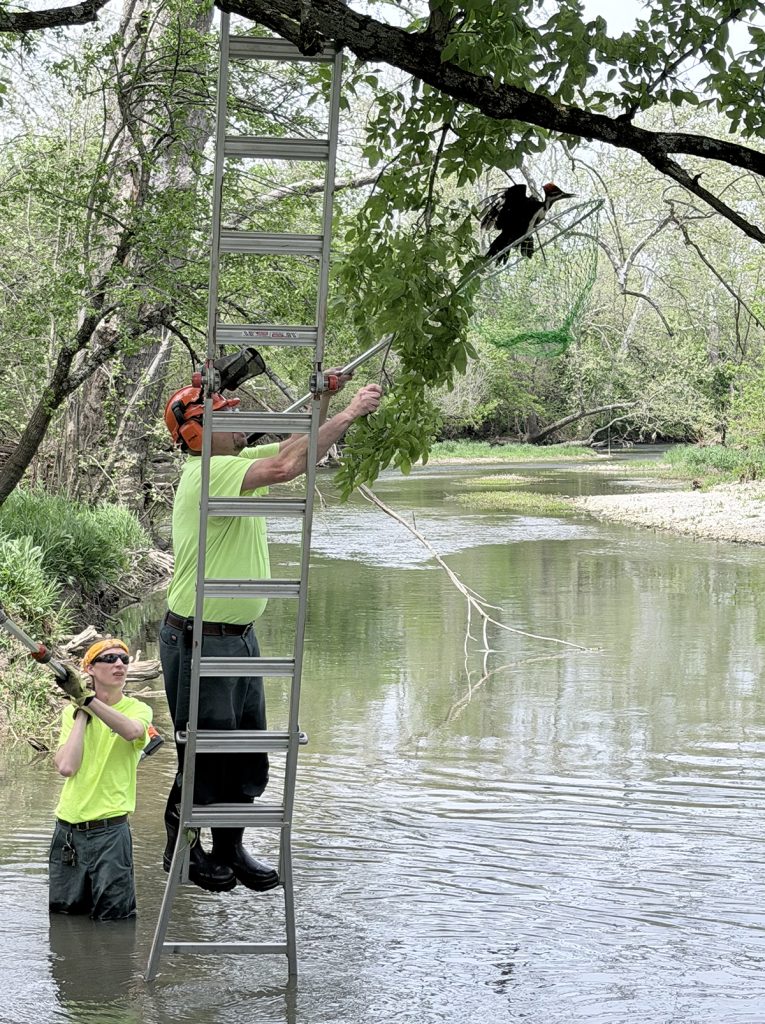 Abandoned fishing line is a menace to wildlife