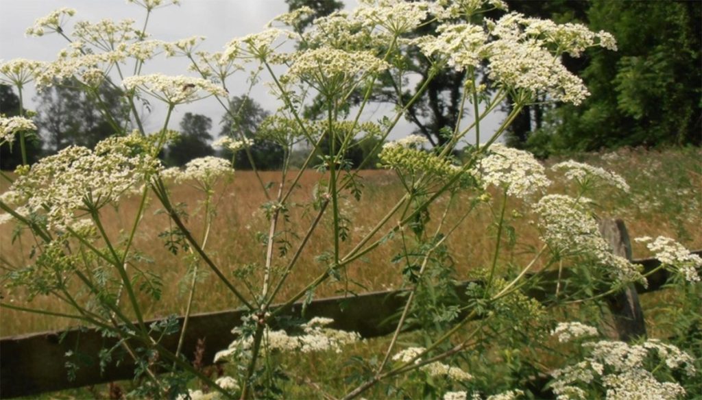 Keeping track of poison hemlock