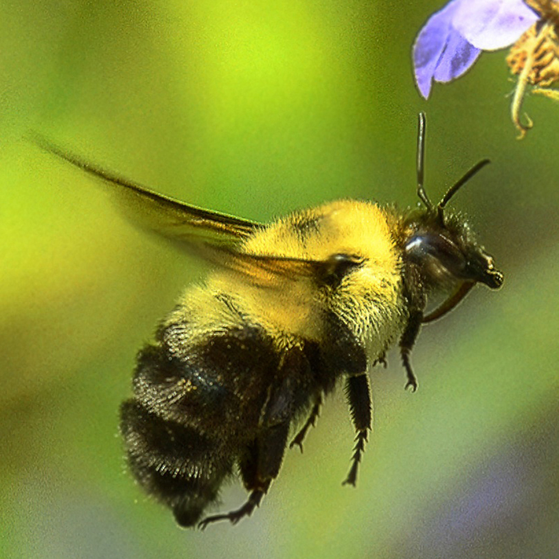 How to bee-friend our native bees