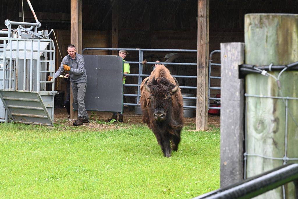 Bison get the hump for their vet visit
